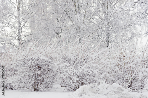 trees and shrubs snowbank