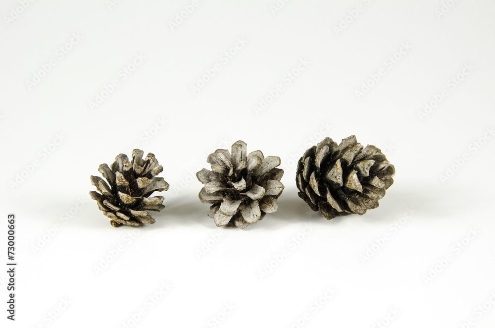 Group of pine tree cones Group of pine tree cones