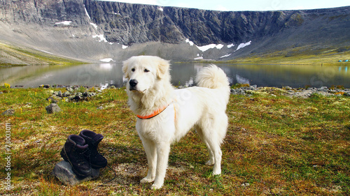 Anatolian shepherd dog. photo