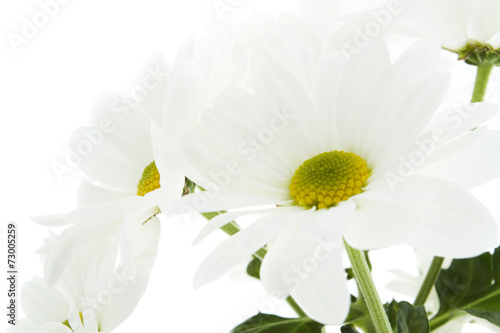 Fototapeta Naklejka Na Ścianę i Meble -  White chrysanthemum isolated on white background