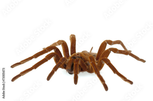 Spider isolated in white background