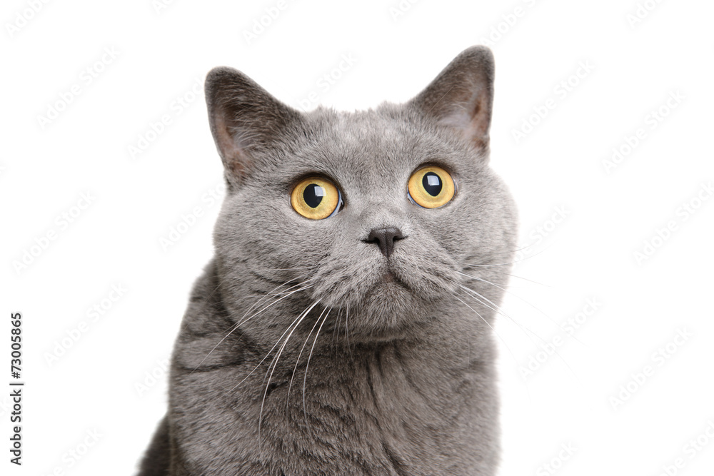 Wall Mural British shorthair cat
