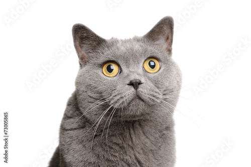 фотографія British shorthair cat