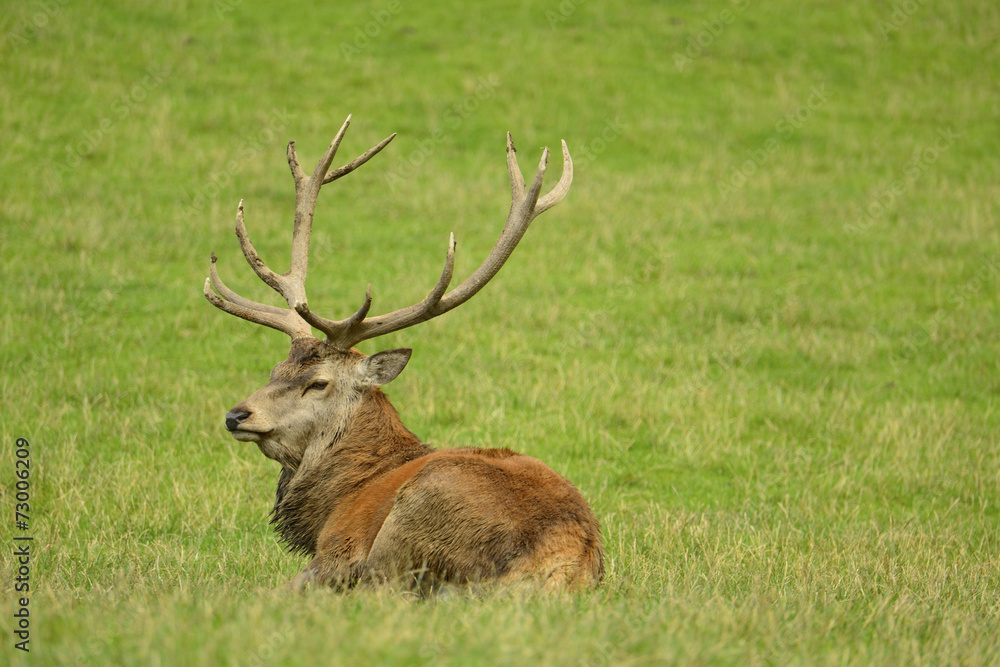 Rothirsch - König des Waldes Rothirsch - König des Waldes