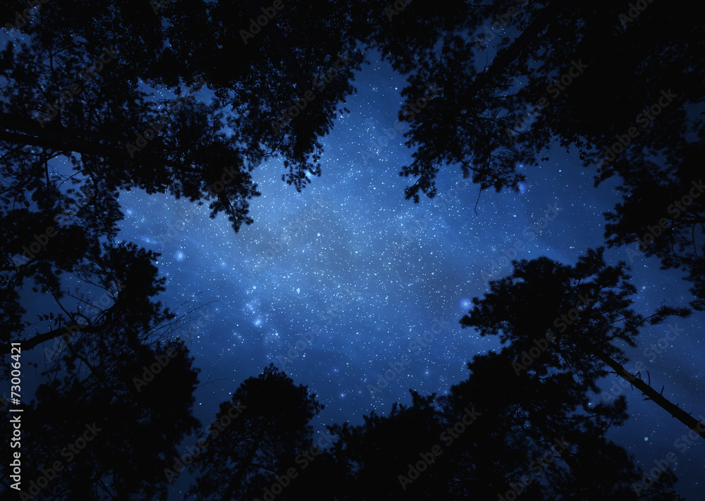 Night starry sky trough trees