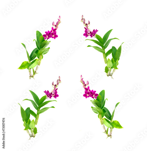 Fototapeta Naklejka Na Ścianę i Meble -  Violet orchid flower branch on white background
