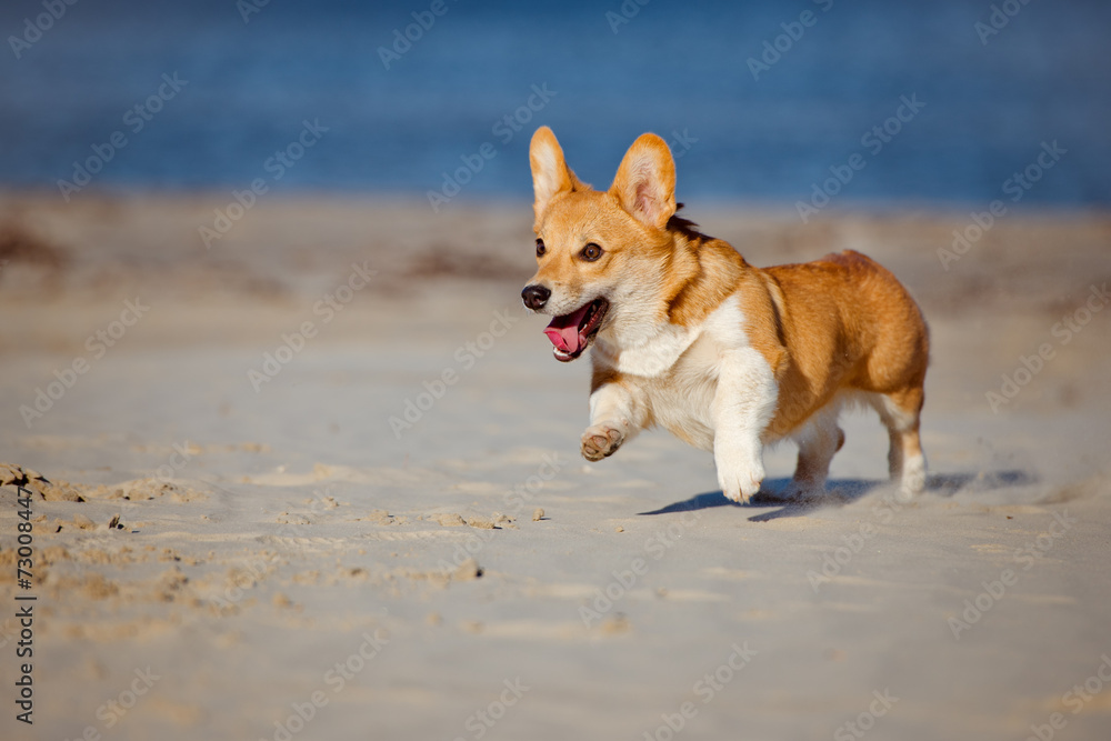 welsh corgi pembroke puppy running on a beach