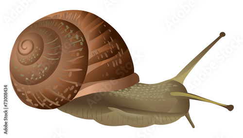 Garden snail isolated