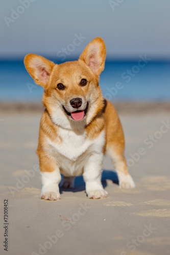 red welsh corgi dog on a beach