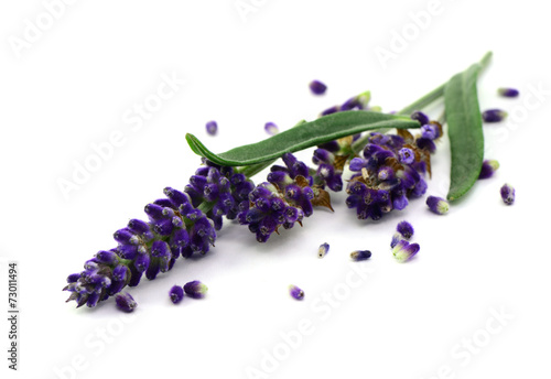 Fototapeta Naklejka Na Ścianę i Meble -  Lavendel