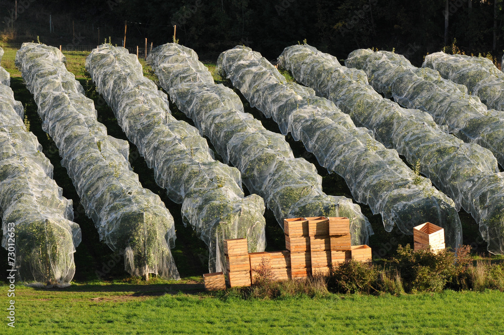 culture industrielle de pomme