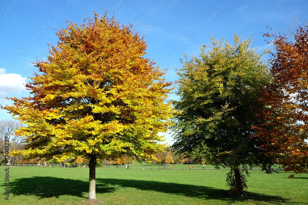 Naklejka premium Herbst im Englischen Garten in München