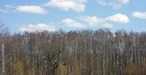 Wallpaper Mural Birch wood. Fall. Time lapse. Torontodigital.ca
