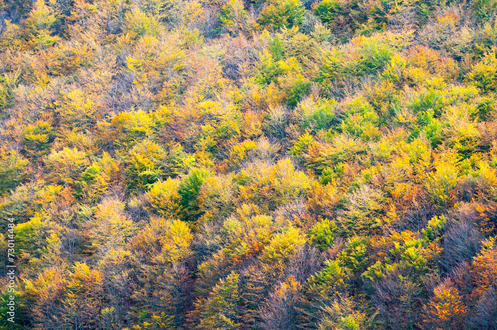 Alberi Alberi