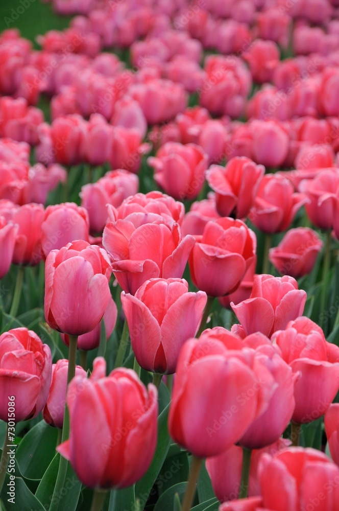 Fototapeta premium beautiful tulips field in