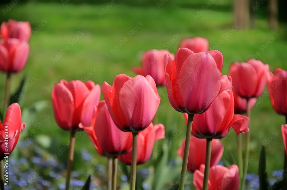 beautiful tulips field in