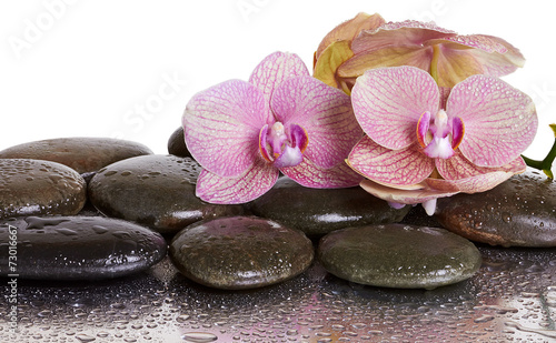 Orchid flowers and black stones