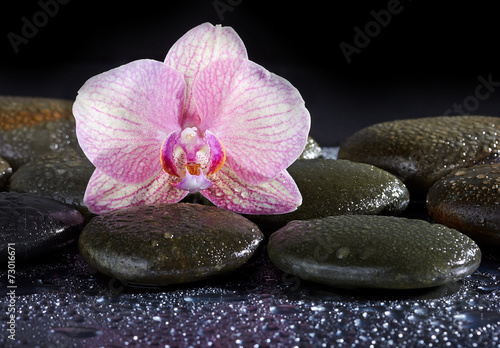 zen basalt stones and orchid on the black