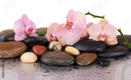 orchids and wet black stones with reflection