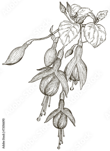 Vector Sketch of fuchsia flowers