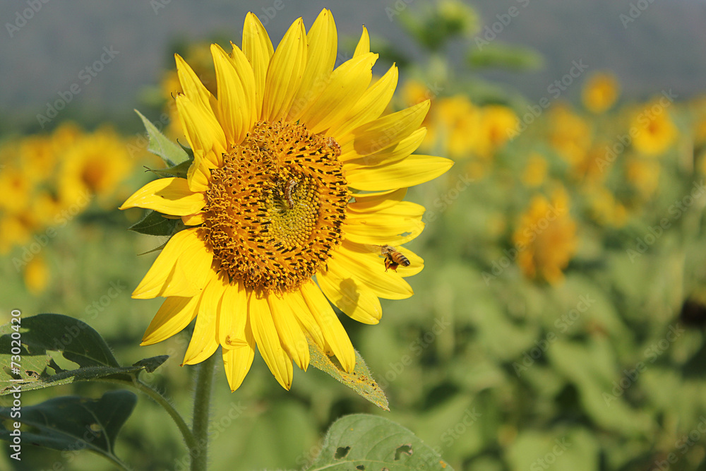 Fototapeta premium sunflower.