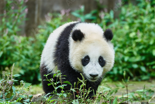 Fototapeta Naklejka Na Ścianę i Meble -  Panda bear cub playing Sichuan China