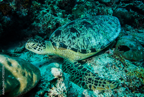 Green sea turtle resting in Derawan  Kalimantan underwater