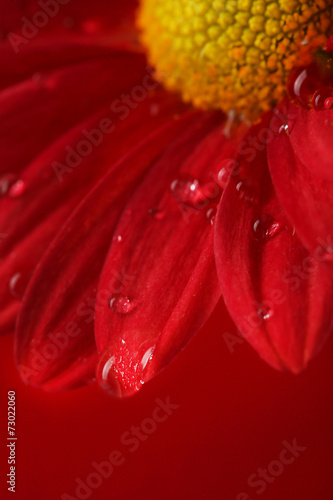 Fototapeta Naklejka Na Ścianę i Meble -  Water drops on red flower on dark background
