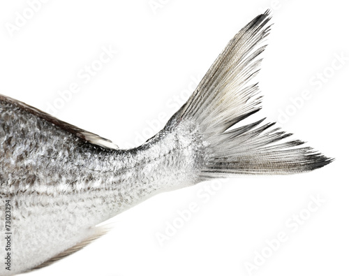Fotografía Fresh fish tail isolated on white