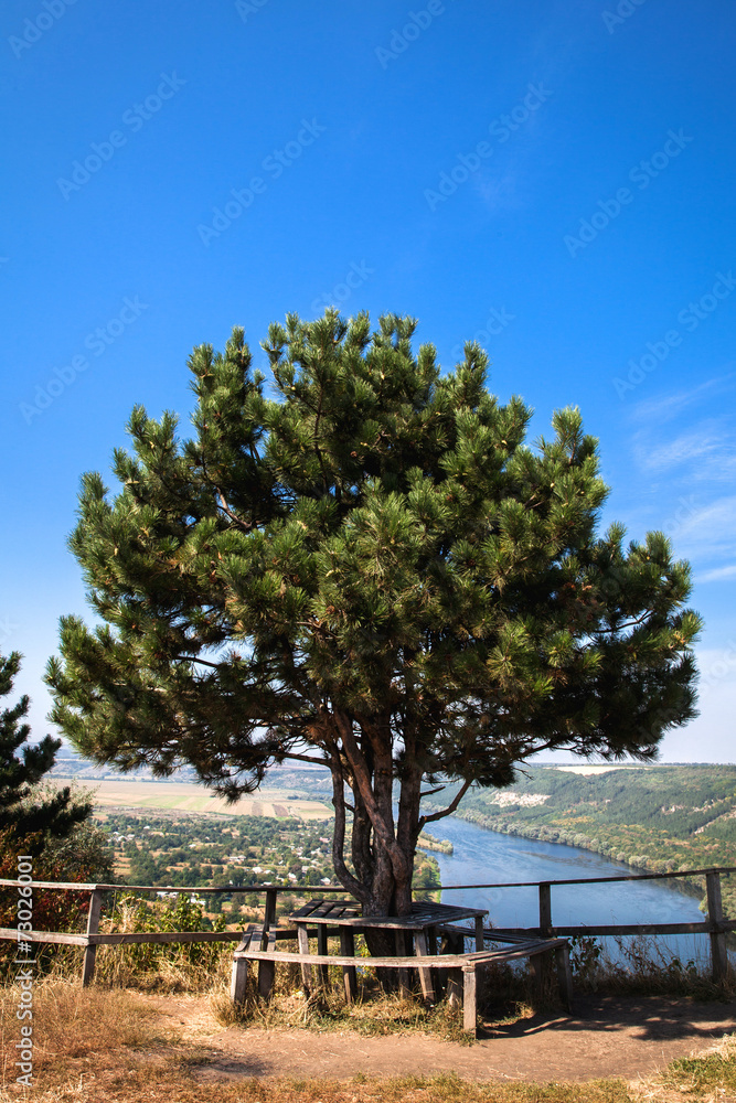 Beautiful tree on a background of a beautiful river Beautiful tree on a background of a beautiful river
