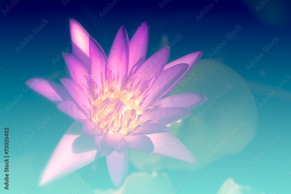 Fototapeta premium Vintage of soft toned flowers background