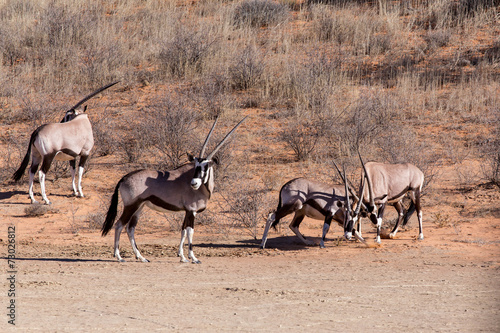 fight between two male Gemsbok, Oryx gazella