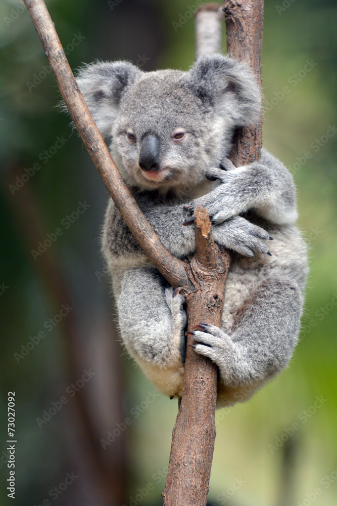 Fototapeta premium Baby Cube Koala - Joey