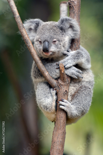 Fototapeta Naklejka Na Ścianę i Meble -  Baby Cube Koala - Joey