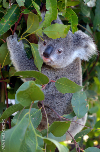 Photography Baby Cube Koala - Joey