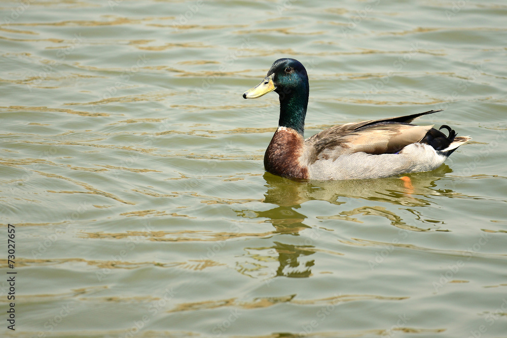 Male Mandarin Duck swimming on water Male Mandarin Duck swimming on water