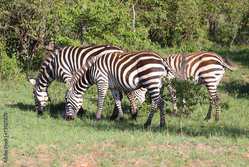 drei Zebras