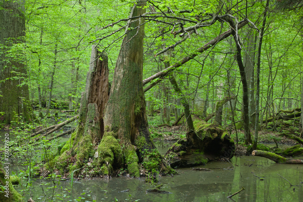 Springtime deciduous forest with standing water Springtime deciduous forest with standing water