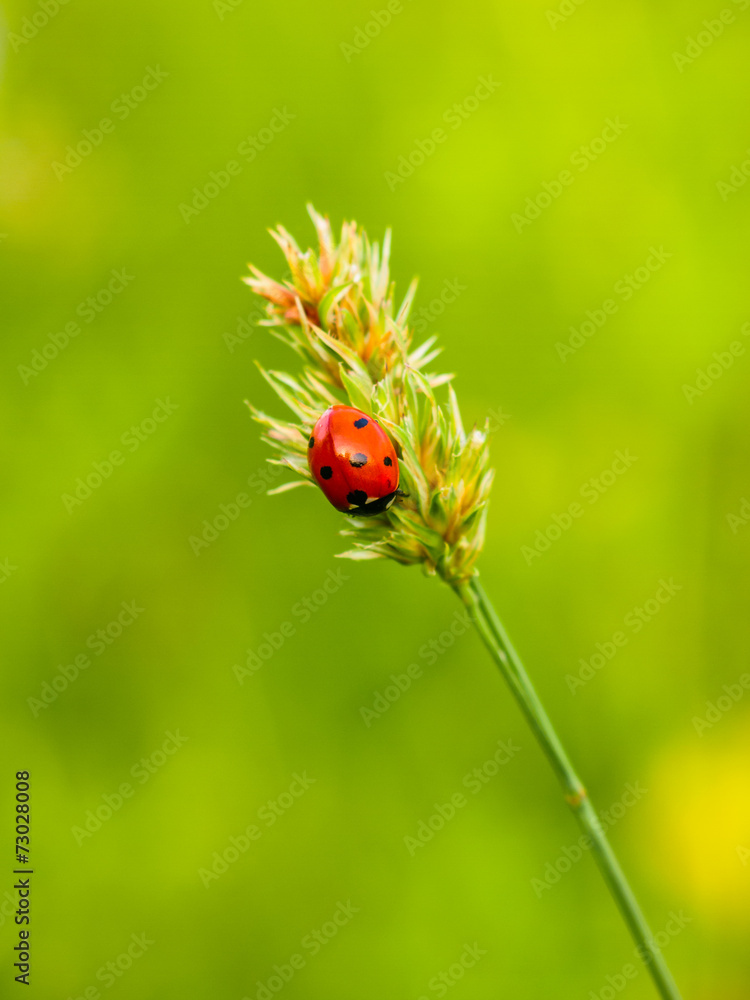 Seven-spotted ladybug, isolated on a green background Seven-spotted ladybug, isolated on a green background