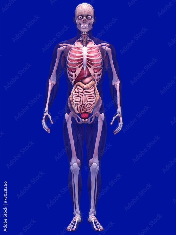 Skeleton X-Ray with Muscles and Internal Organs Skeleton X-Ray with Muscles and Internal Organs