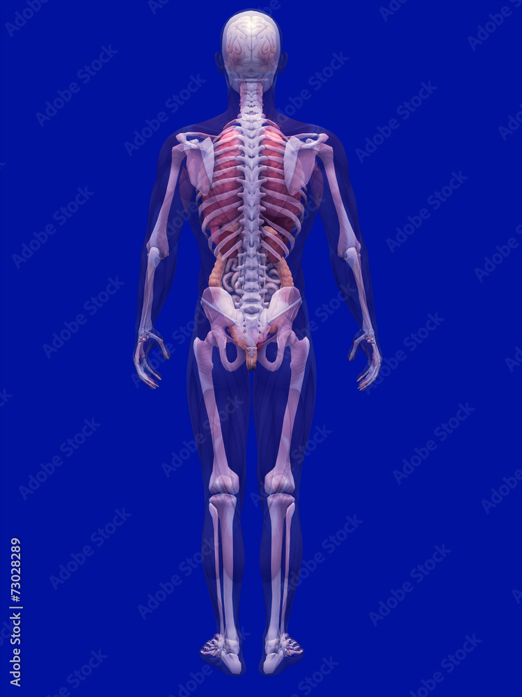 Skeleton X-Ray with Muscles and Internal Organs