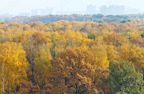 autumn forest and urban houses on horizon