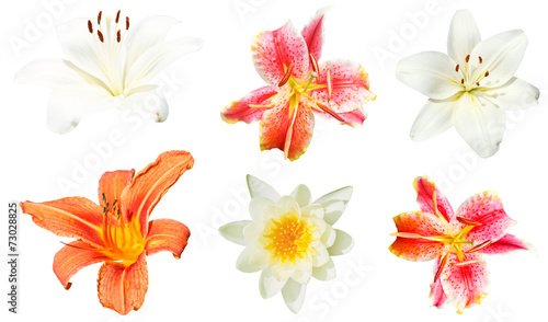 Fototapeta Naklejka Na Ścianę i Meble -  set of lily flowers isolated on white