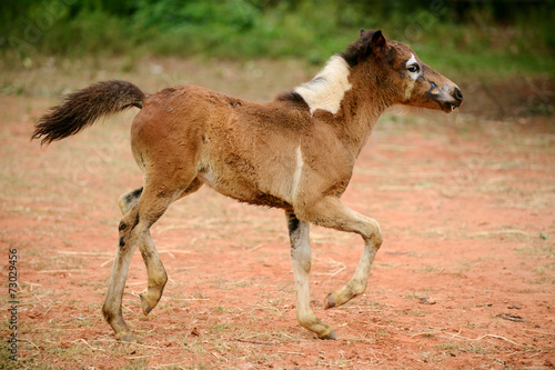 Young brown and white horse running