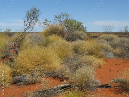 Growth on the red earth of the outback in Australia photo