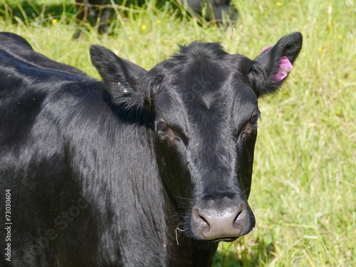Black cow in a meadow in Victoria in Australia