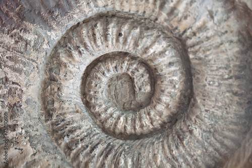 fossil shell pattern spiral texture