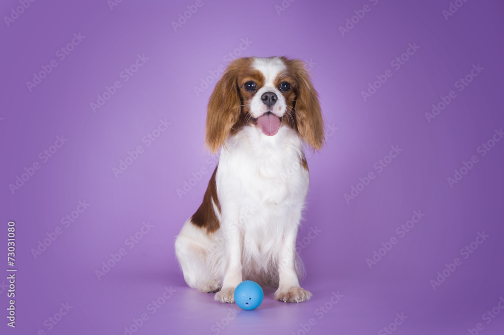Puppy Cavalier King Charles Spaniel on a purple background isola