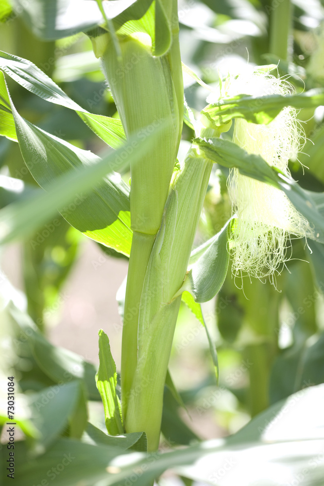 Fototapeta premium トウモロコシ畑