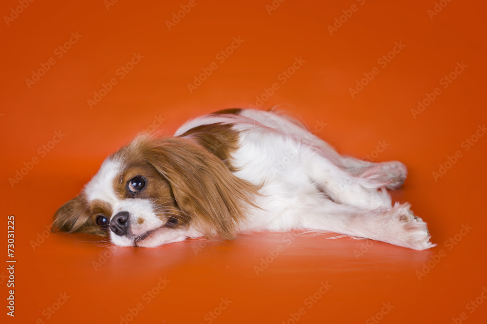 Puppy Cavalier King Charles Spaniel on orange isolated backgroun Puppy Cavalier King Charles Spaniel on orange isolated backgroun